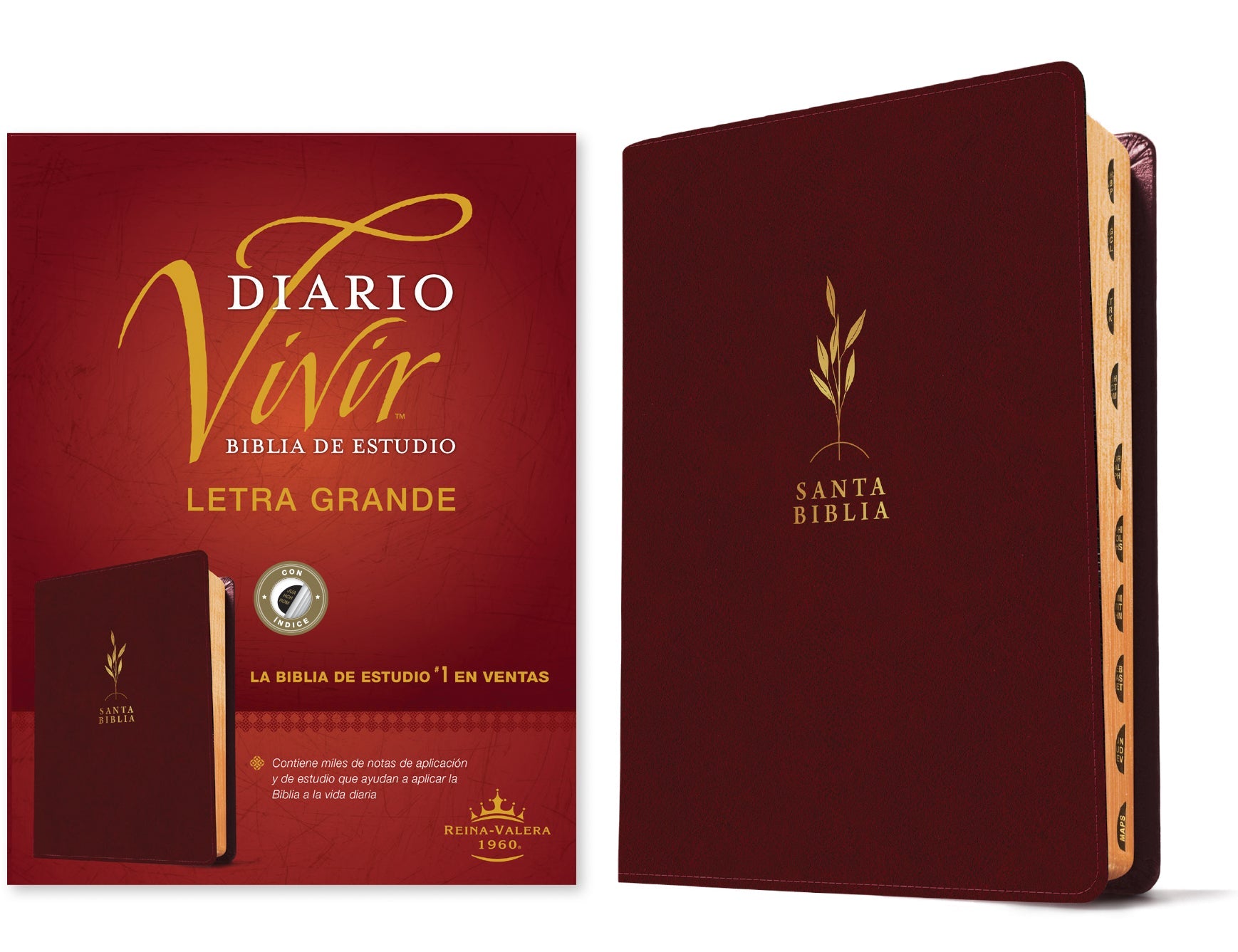 Study the Bible with the Global Language RVR60 Daily Living Edition, a comprehensive guide in Spanish featuring large print a